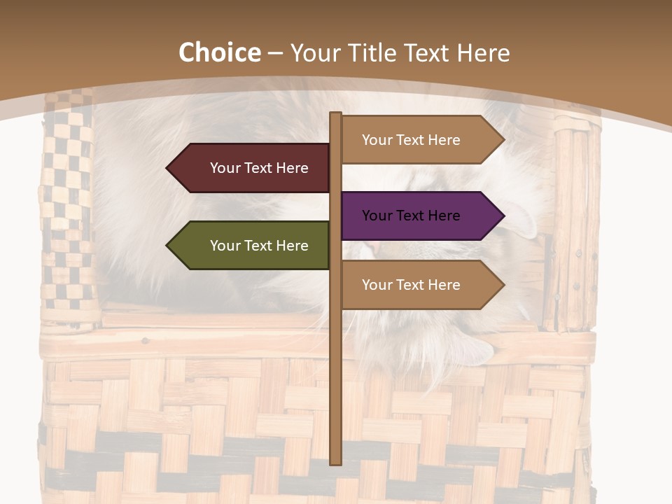 Upside Down American Curl Cat On Chair, On White Background PowerPoint Template