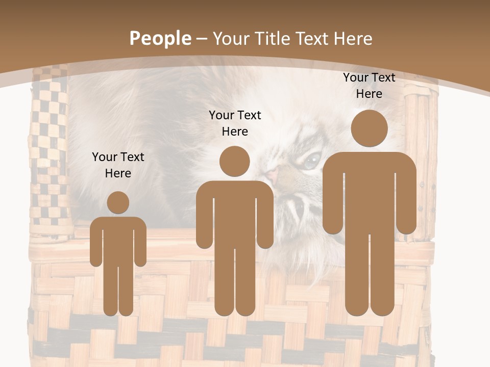 Upside Down American Curl Cat On Chair, On White Background PowerPoint Template