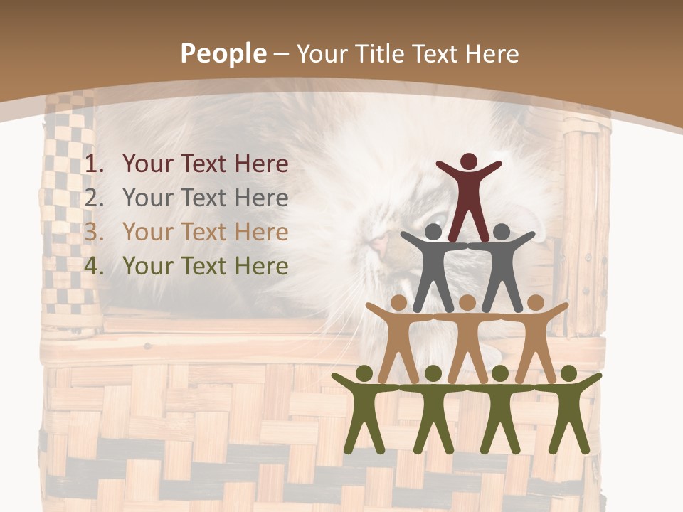 Upside Down American Curl Cat On Chair, On White Background PowerPoint Template