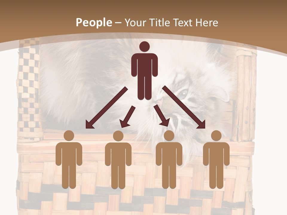 Upside Down American Curl Cat On Chair, On White Background PowerPoint Template