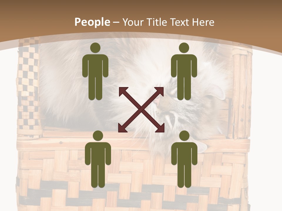 Upside Down American Curl Cat On Chair, On White Background PowerPoint Template