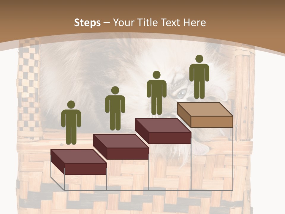 Upside Down American Curl Cat On Chair, On White Background PowerPoint Template