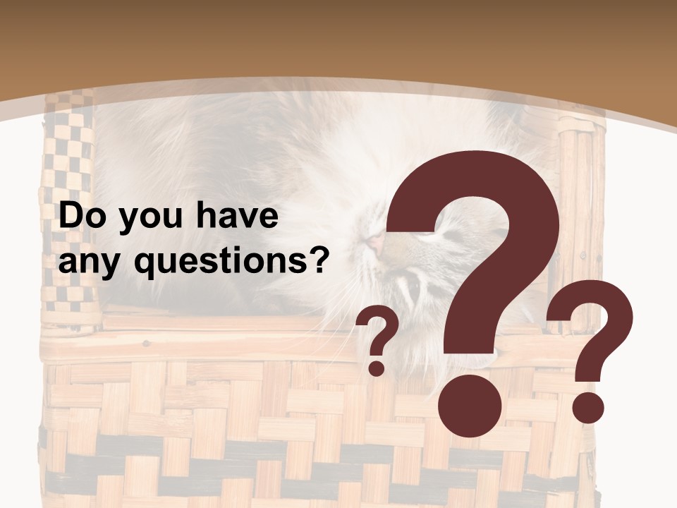 Upside Down American Curl Cat On Chair, On White Background PowerPoint Template