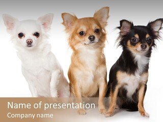 Chihuahua Dog On White Background PowerPoint Template