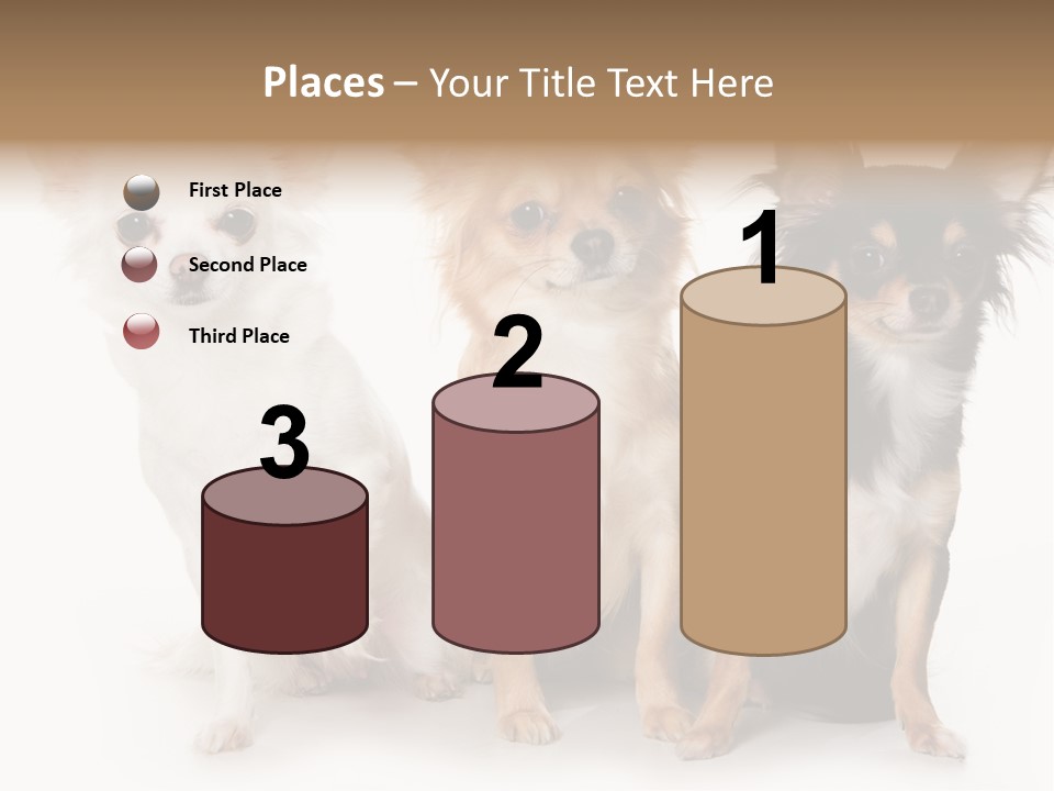 Chihuahua Dog On White Background PowerPoint Template