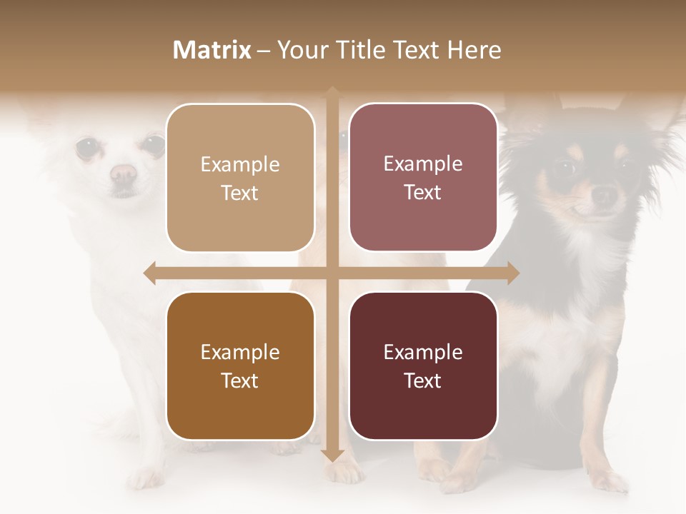 Chihuahua Dog On White Background PowerPoint Template