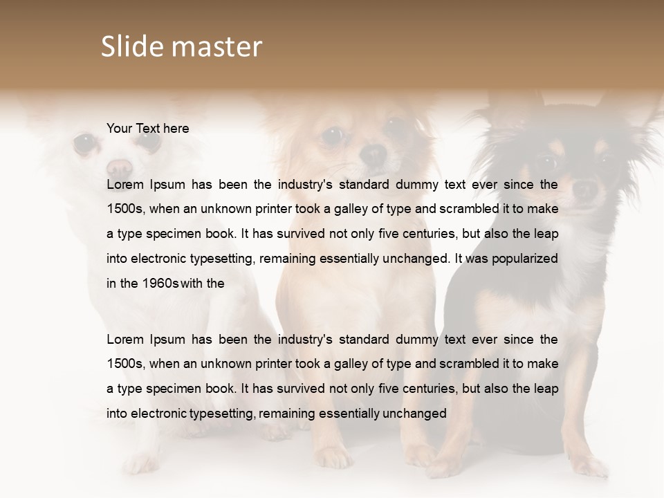 Chihuahua Dog On White Background PowerPoint Template