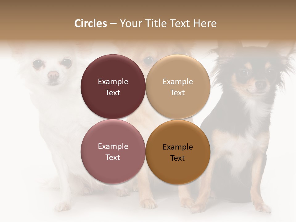 Chihuahua Dog On White Background PowerPoint Template