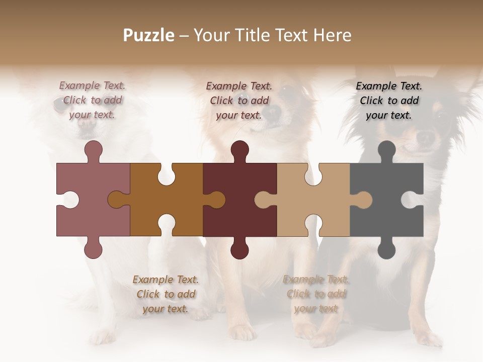 Chihuahua Dog On White Background PowerPoint Template