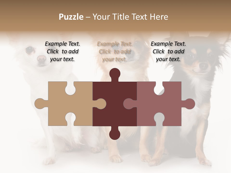 Chihuahua Dog On White Background PowerPoint Template