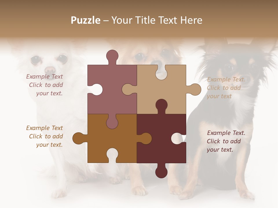 Chihuahua Dog On White Background PowerPoint Template