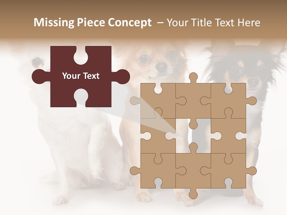 Chihuahua Dog On White Background PowerPoint Template