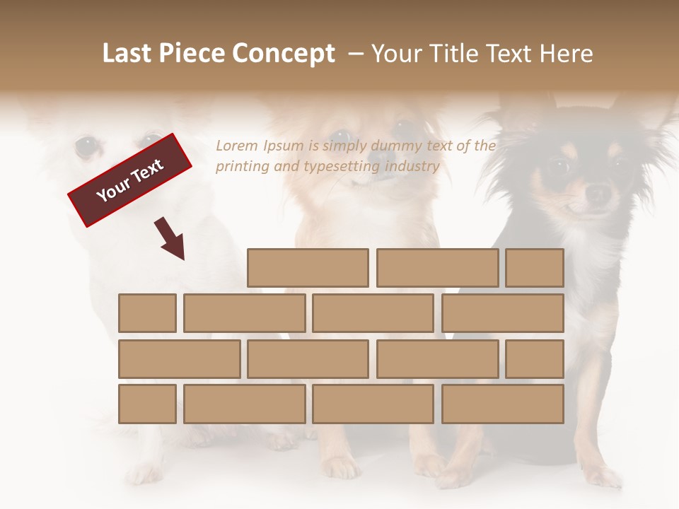 Chihuahua Dog On White Background PowerPoint Template