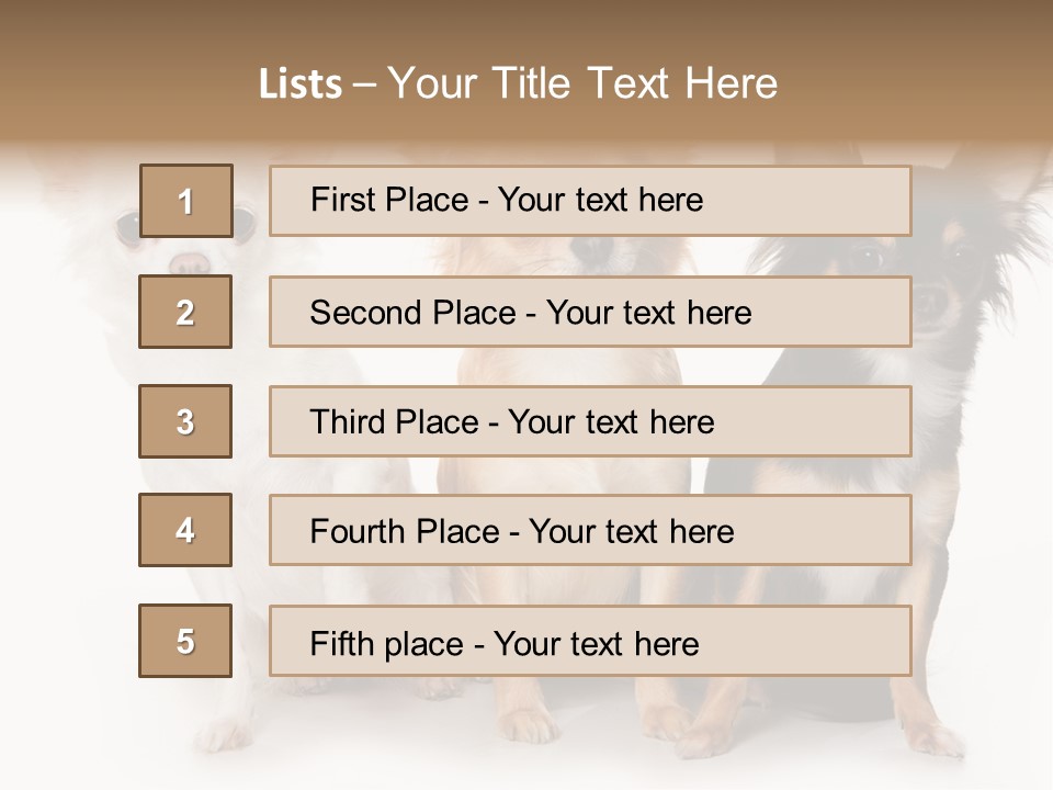 Chihuahua Dog On White Background PowerPoint Template