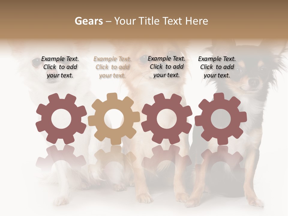 Chihuahua Dog On White Background PowerPoint Template