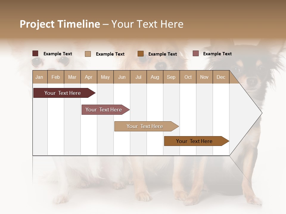 Chihuahua Dog On White Background PowerPoint Template