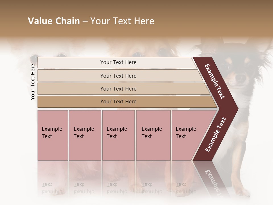 Chihuahua Dog On White Background PowerPoint Template