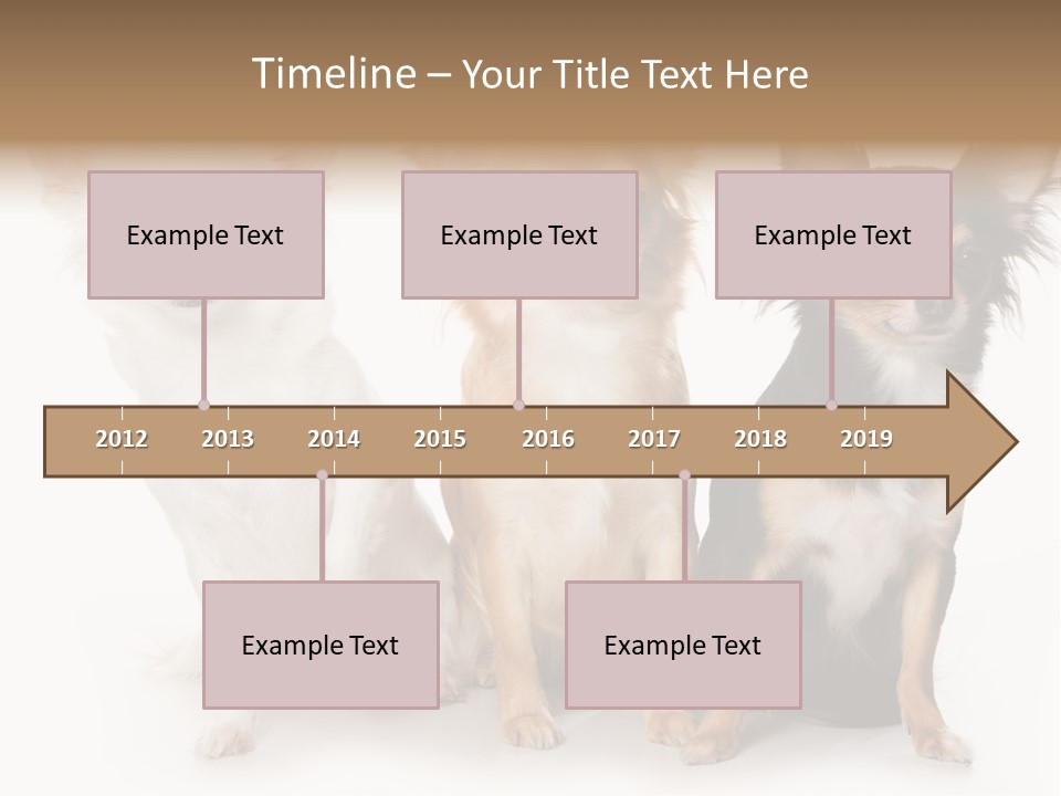 Chihuahua Dog On White Background PowerPoint Template