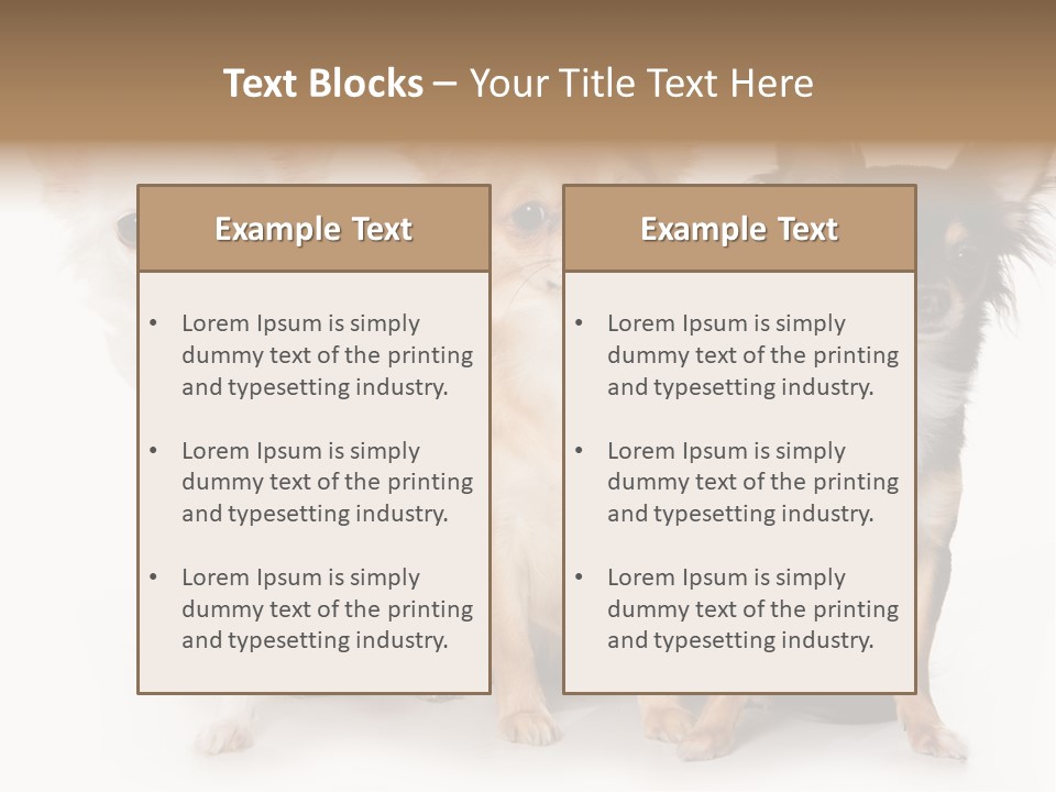 Chihuahua Dog On White Background PowerPoint Template