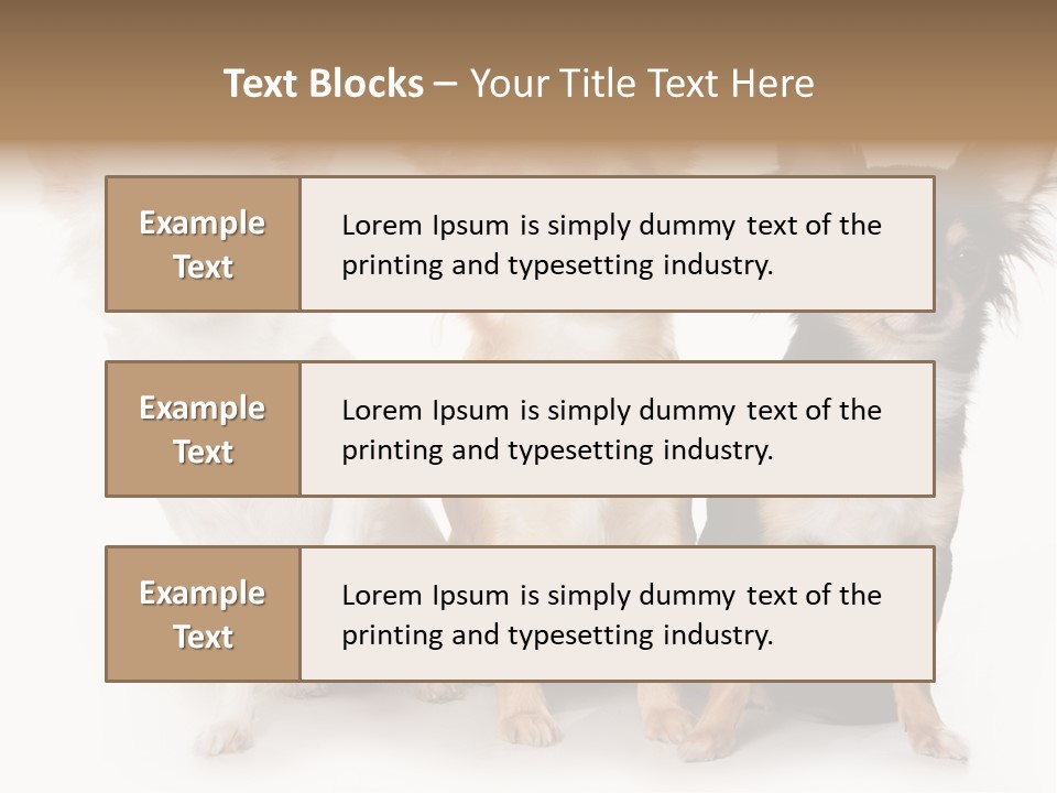 Chihuahua Dog On White Background PowerPoint Template