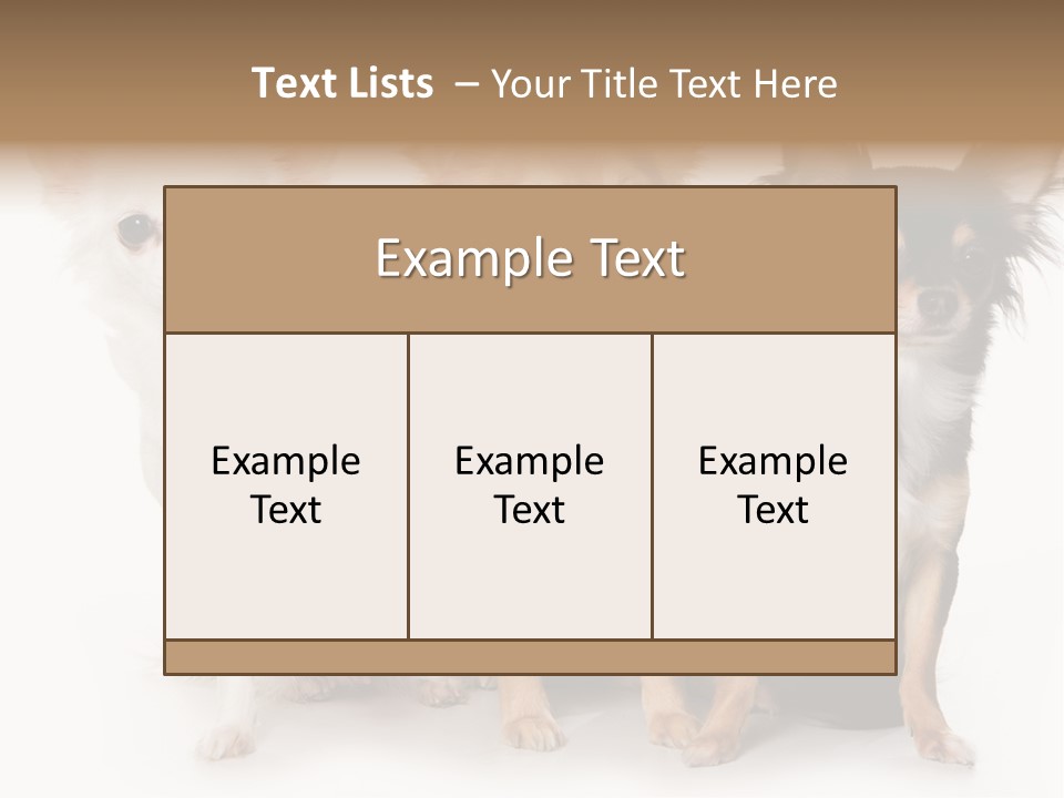 Chihuahua Dog On White Background PowerPoint Template