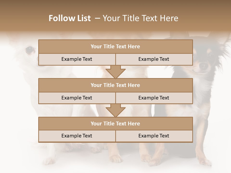 Chihuahua Dog On White Background PowerPoint Template