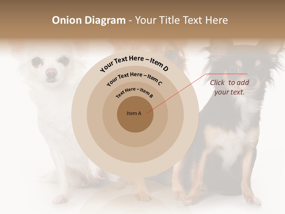 Chihuahua Dog On White Background PowerPoint Template