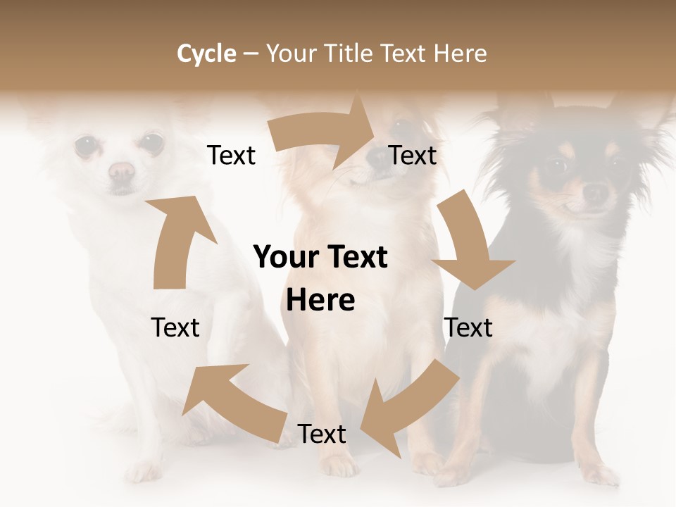 Chihuahua Dog On White Background PowerPoint Template