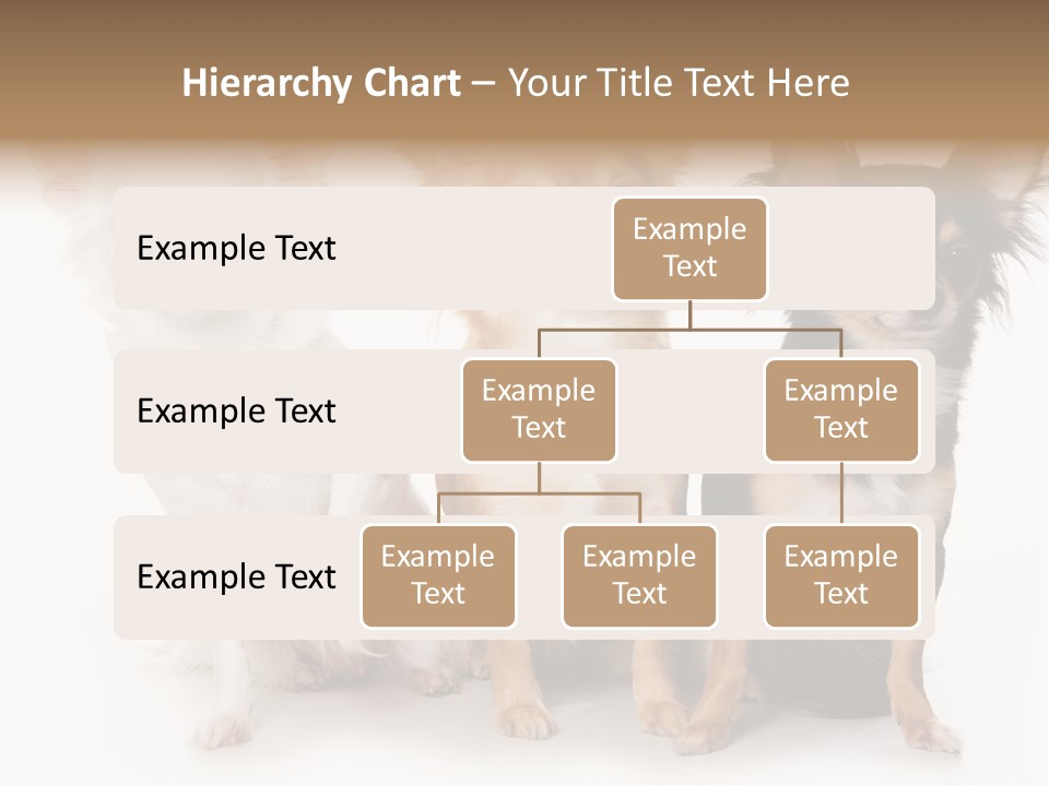 Chihuahua Dog On White Background PowerPoint Template