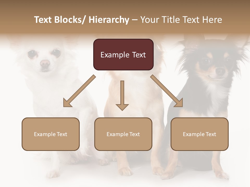 Chihuahua Dog On White Background PowerPoint Template