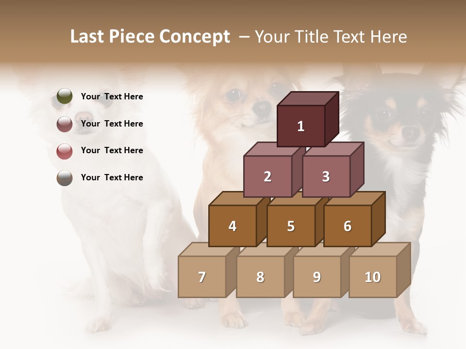 Chihuahua Dog On White Background PowerPoint Template