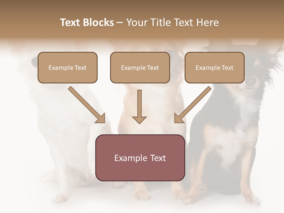 Chihuahua Dog On White Background PowerPoint Template