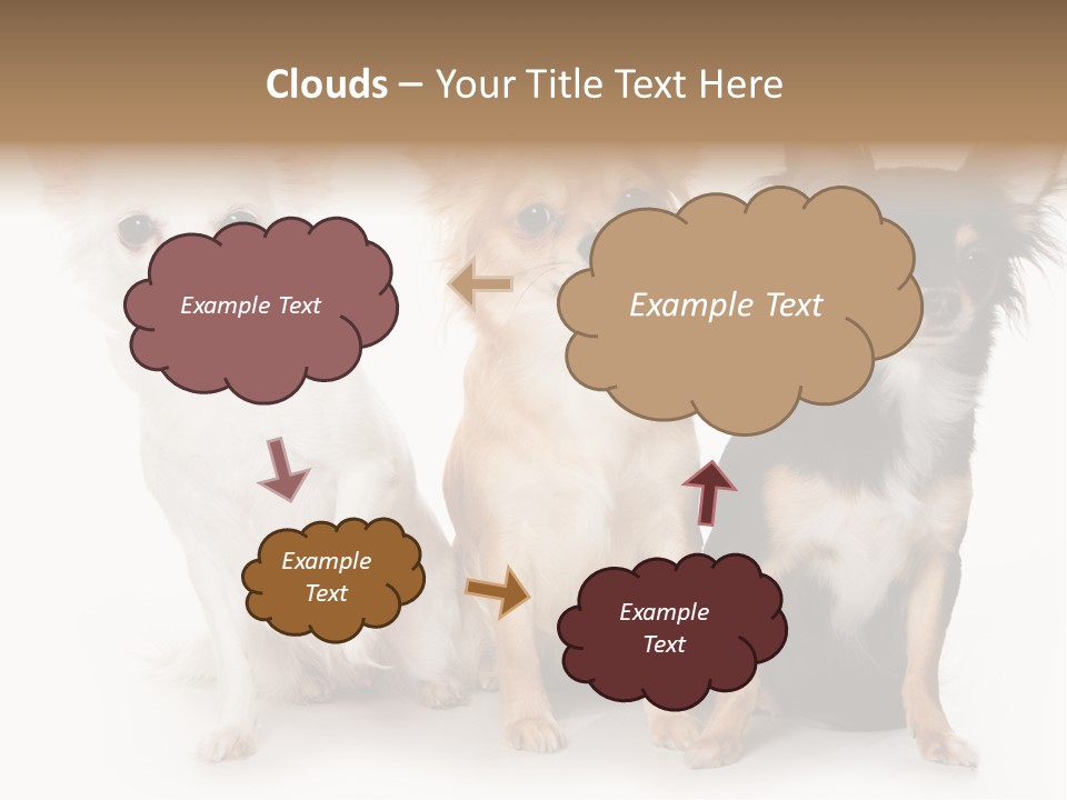 Chihuahua Dog On White Background PowerPoint Template