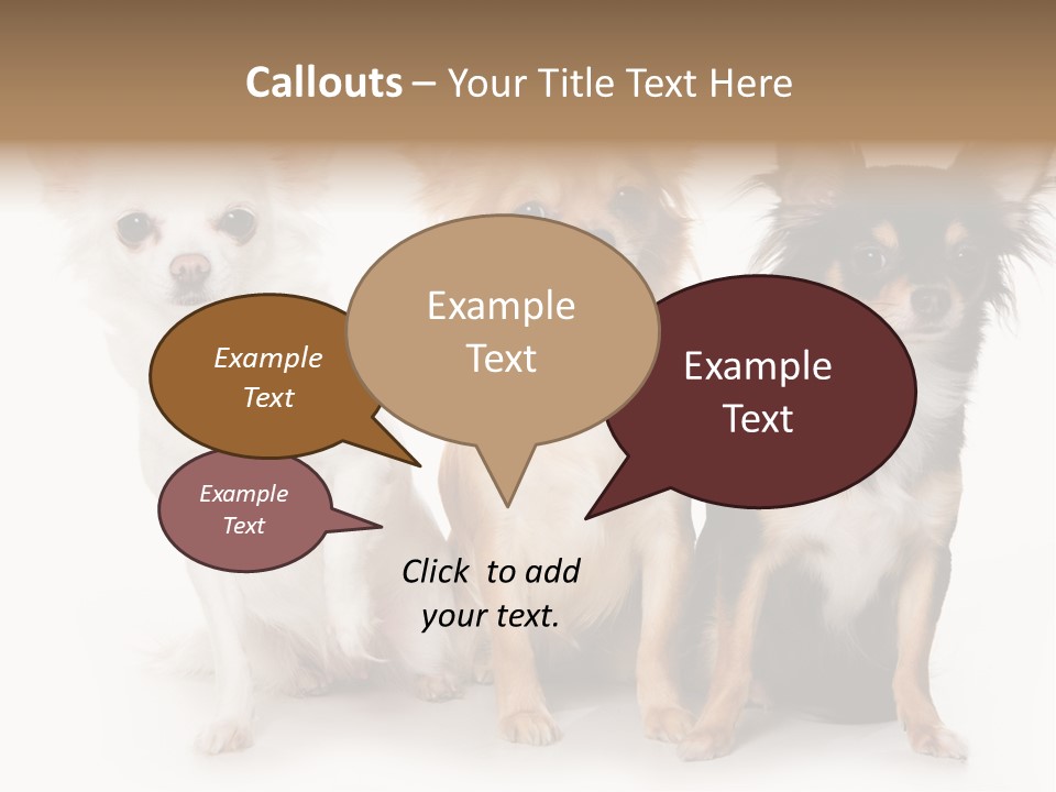 Chihuahua Dog On White Background PowerPoint Template