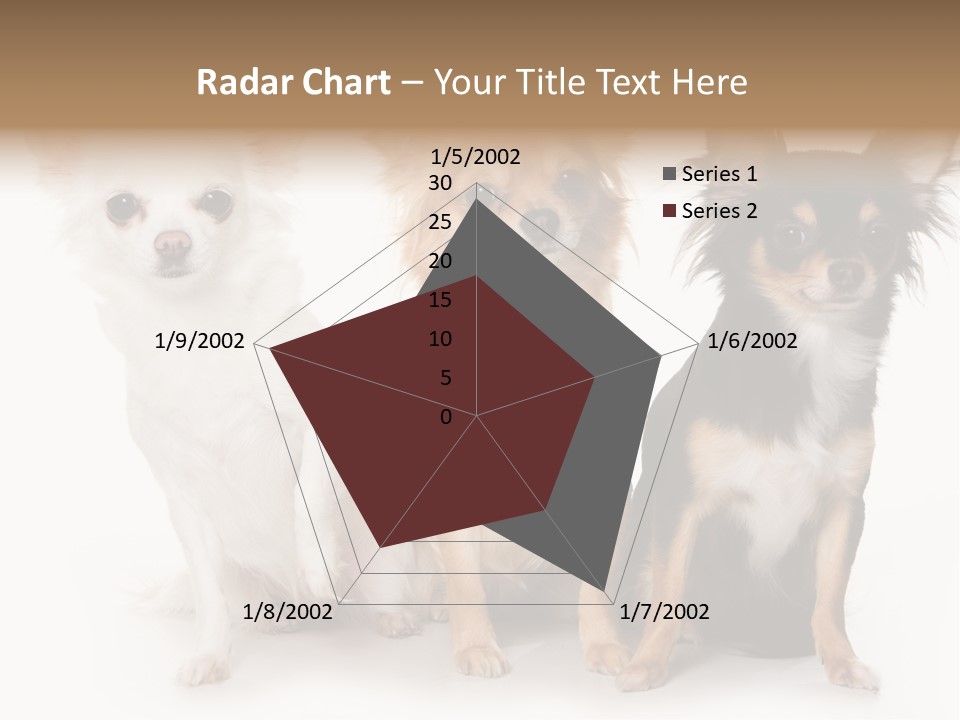 Chihuahua Dog On White Background PowerPoint Template