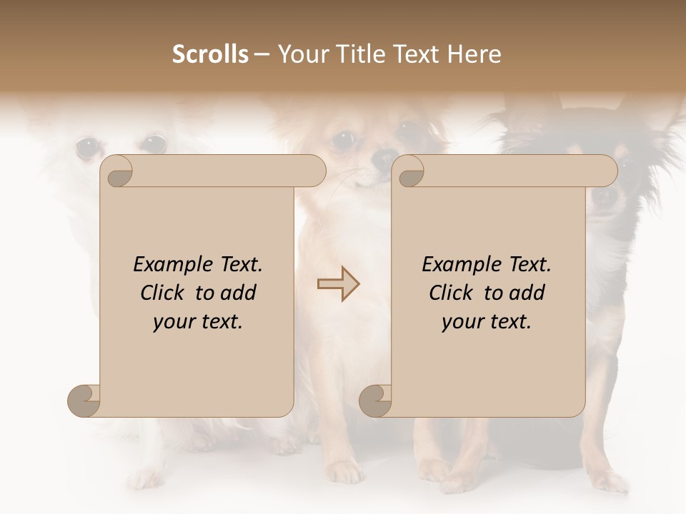 Chihuahua Dog On White Background PowerPoint Template