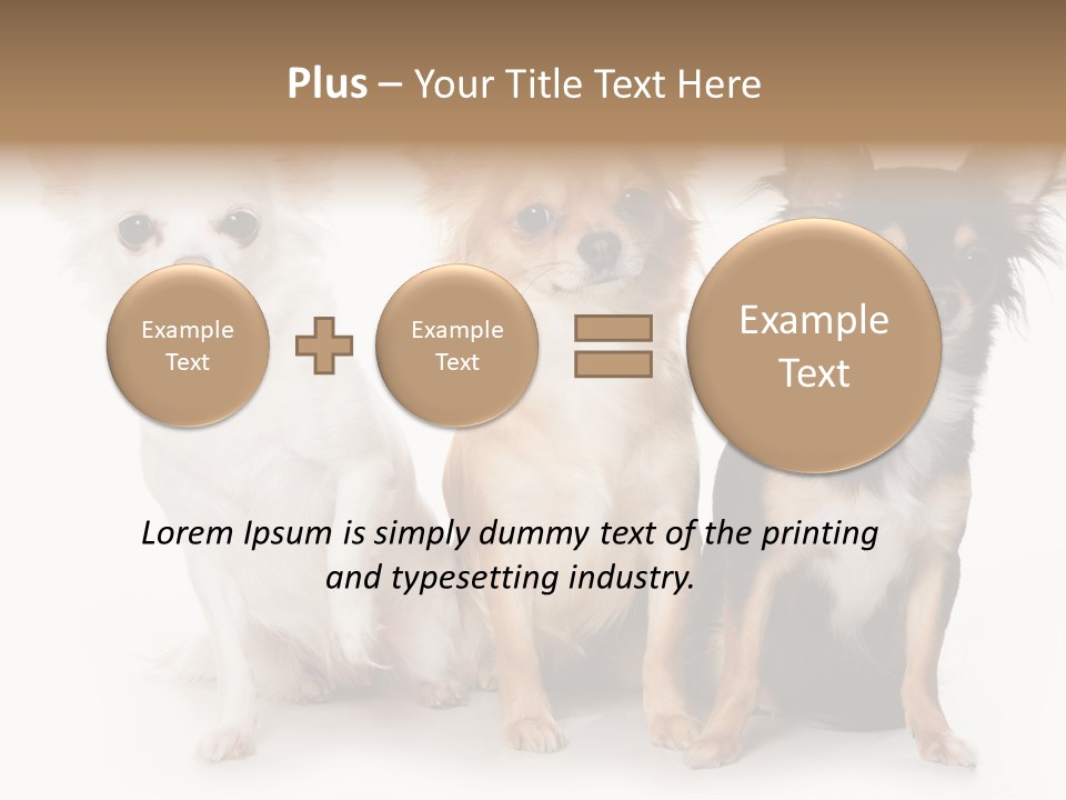 Chihuahua Dog On White Background PowerPoint Template