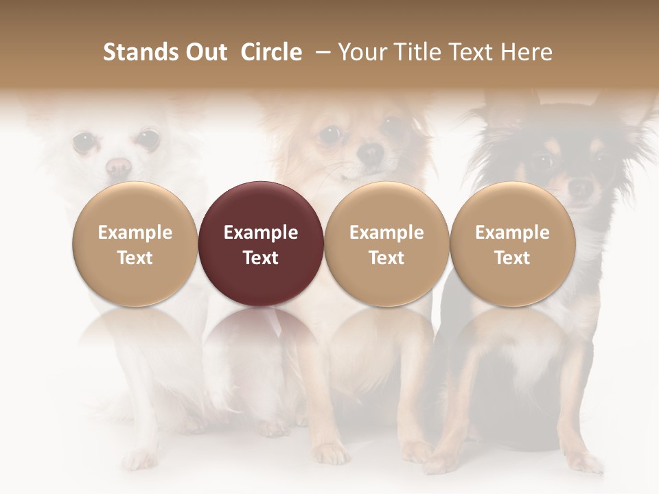 Chihuahua Dog On White Background PowerPoint Template