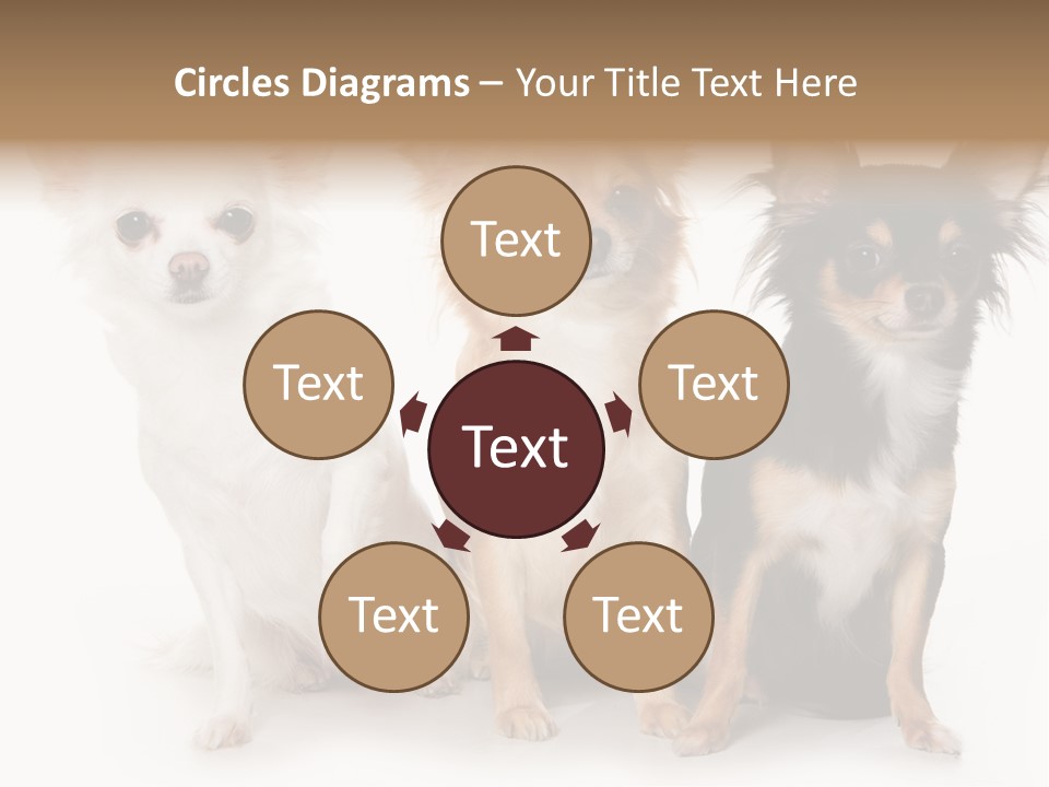 Chihuahua Dog On White Background PowerPoint Template