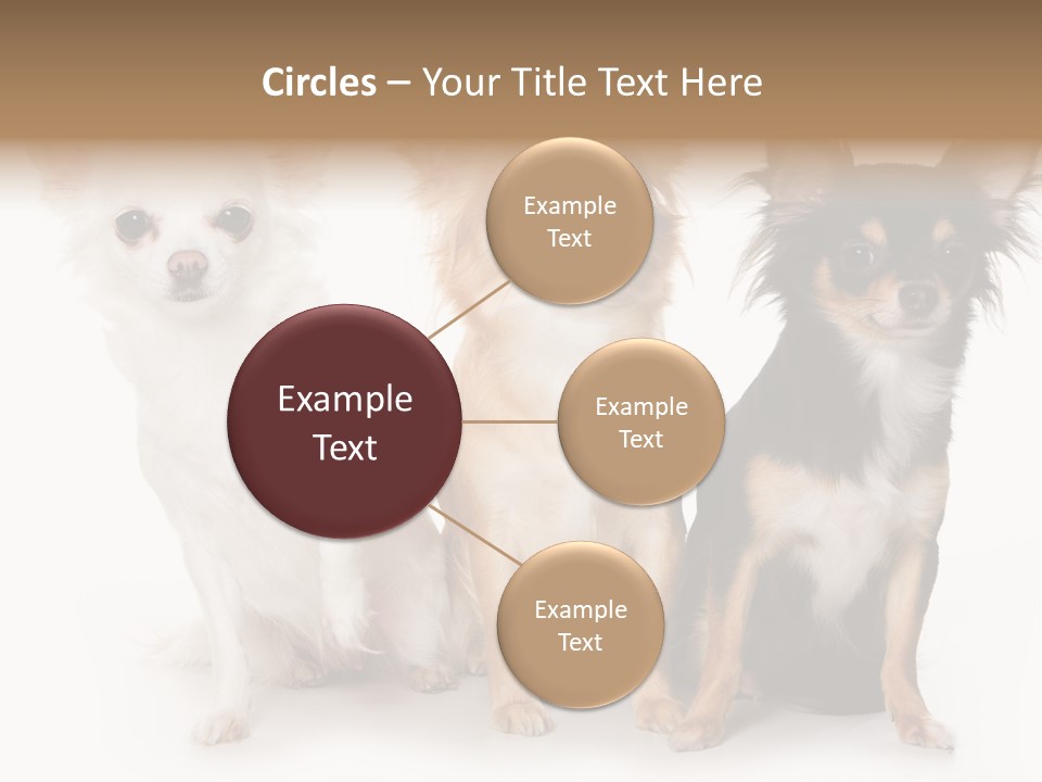 Chihuahua Dog On White Background PowerPoint Template