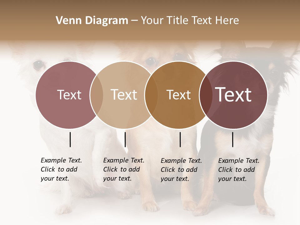 Chihuahua Dog On White Background PowerPoint Template