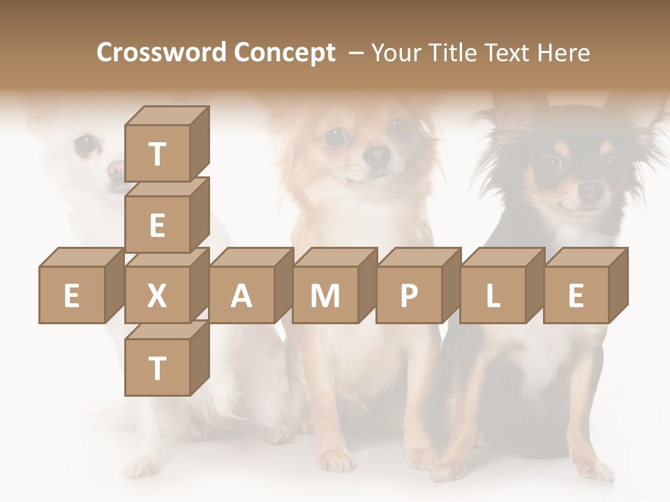 Chihuahua Dog On White Background PowerPoint Template