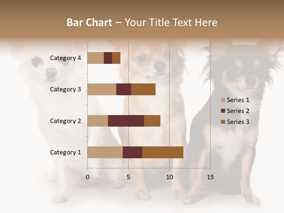 Chihuahua Dog On White Background PowerPoint Template