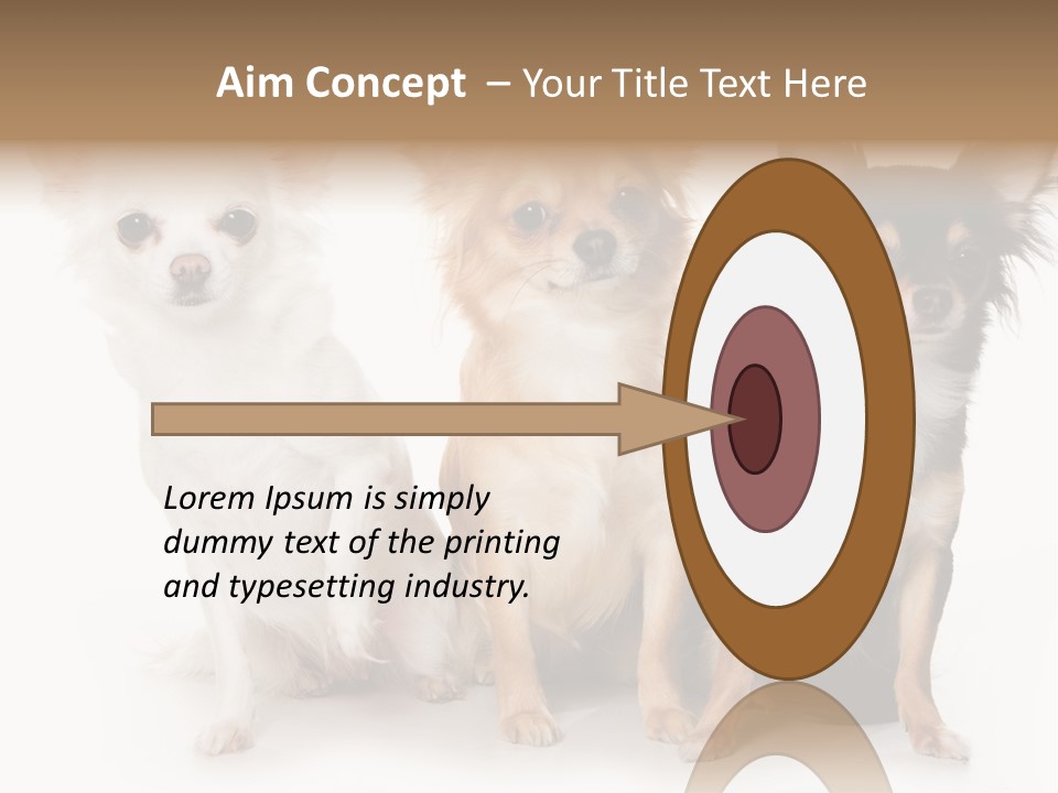 Chihuahua Dog On White Background PowerPoint Template