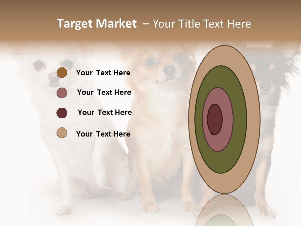 Chihuahua Dog On White Background PowerPoint Template