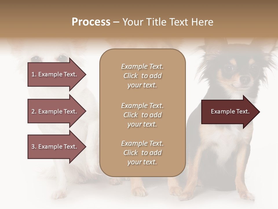 Chihuahua Dog On White Background PowerPoint Template