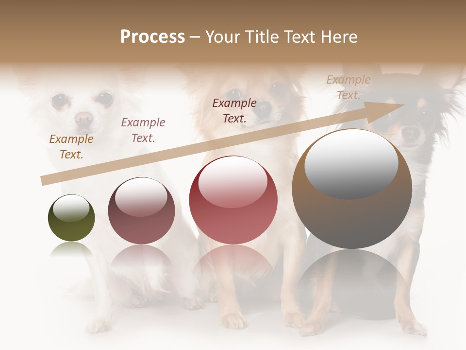 Chihuahua Dog On White Background PowerPoint Template