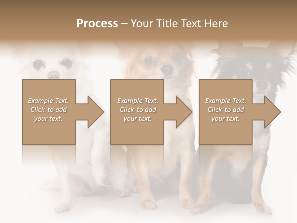 Chihuahua Dog On White Background PowerPoint Template