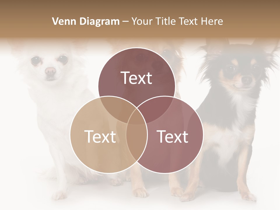 Chihuahua Dog On White Background PowerPoint Template