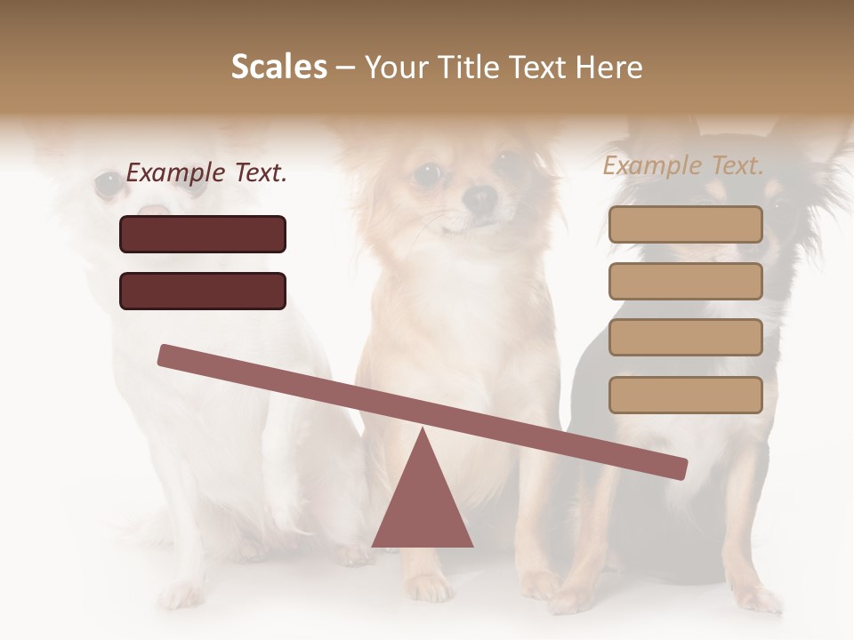 Chihuahua Dog On White Background PowerPoint Template